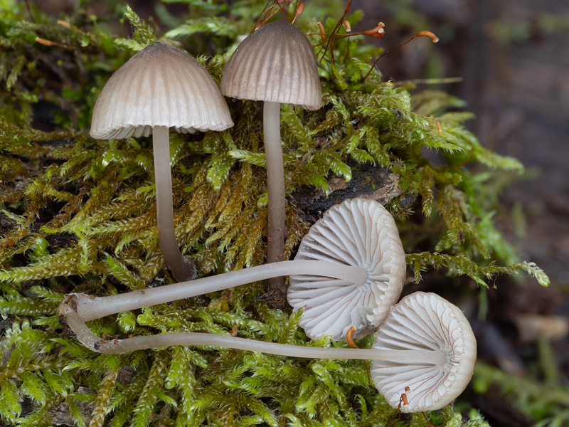 Mycena rubromarginata Mycena rubromarginata